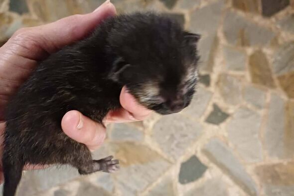 Two-day-old kitten found cuddling dead sibling is now desperate for adopter