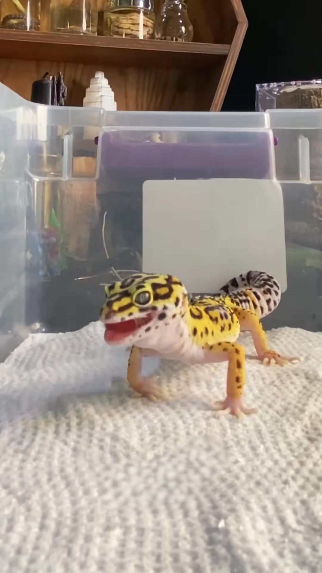 Weight management with the Molinaro Snake Lab