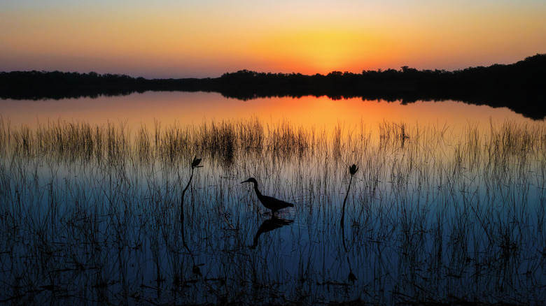 The best destinations in Florida for birdwatching, according to research