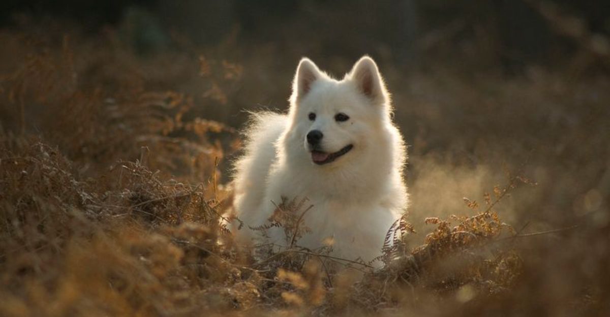 14 mood-boosting dogs that make bad days easier to survive