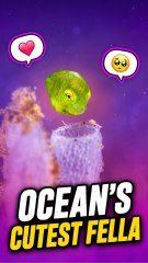 The charming little green fish will enchant you completely