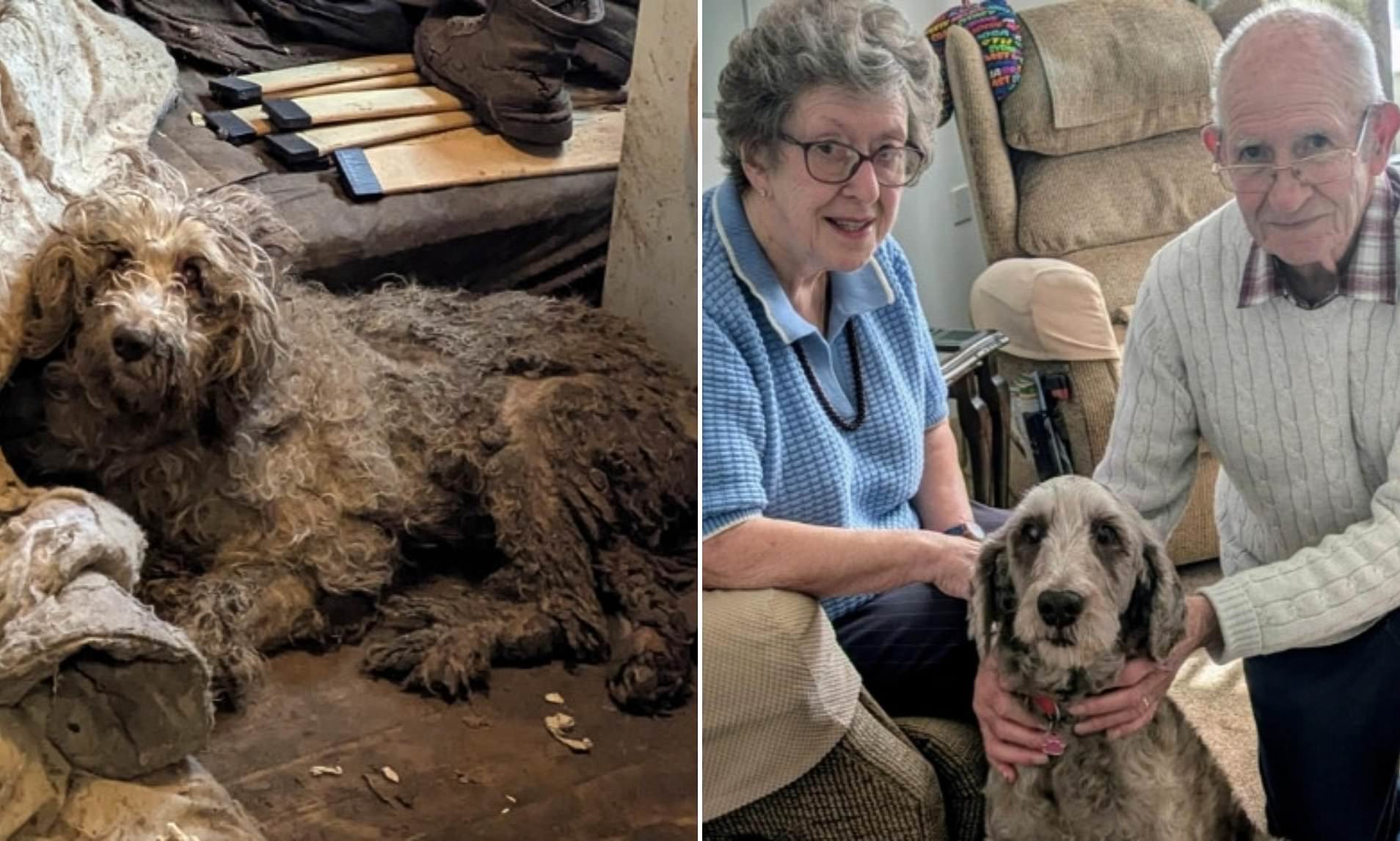 Last poodle rescued from house where 250 dogs were left to die finally ...