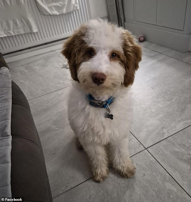 Last poodle rescued from house where 250 dogs were left to die finally ...