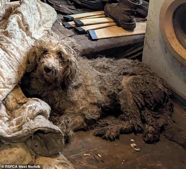 Last poodle rescued from house where 250 dogs were left to die finally ...
