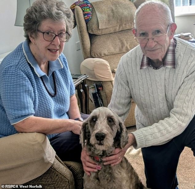 Last poodle rescued from house where 250 dogs were left to die finally ...
