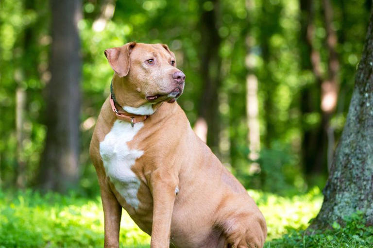 Vet shares 8 dog breeds most at risk of heatstroke this summer