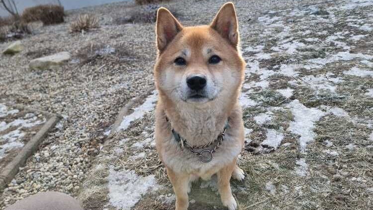 Shiba Inu 