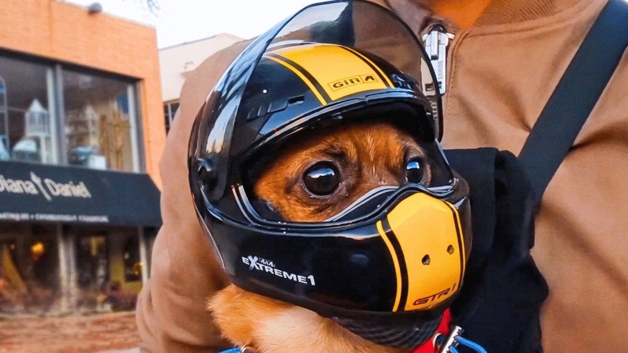 2 tiny chihuahuas ride on dad’s motorcycle every day - until they ...