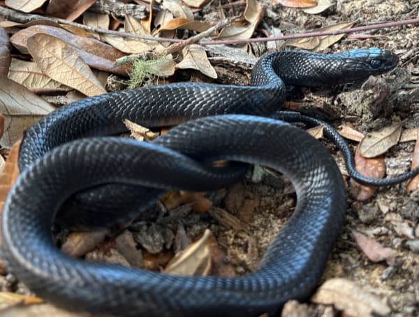 Florida’s iridescent forest ruler emerges for spring: Why you should ...