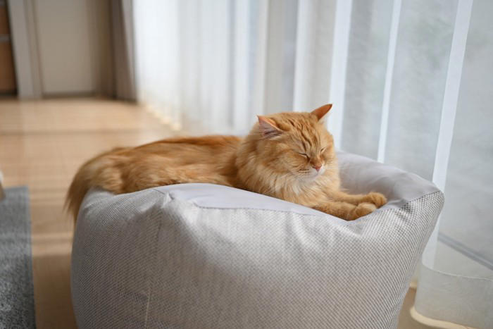 猫の『ガン発症リスク』を高める原因5つ 悪影響を及ぼす理由や見直すべき習慣