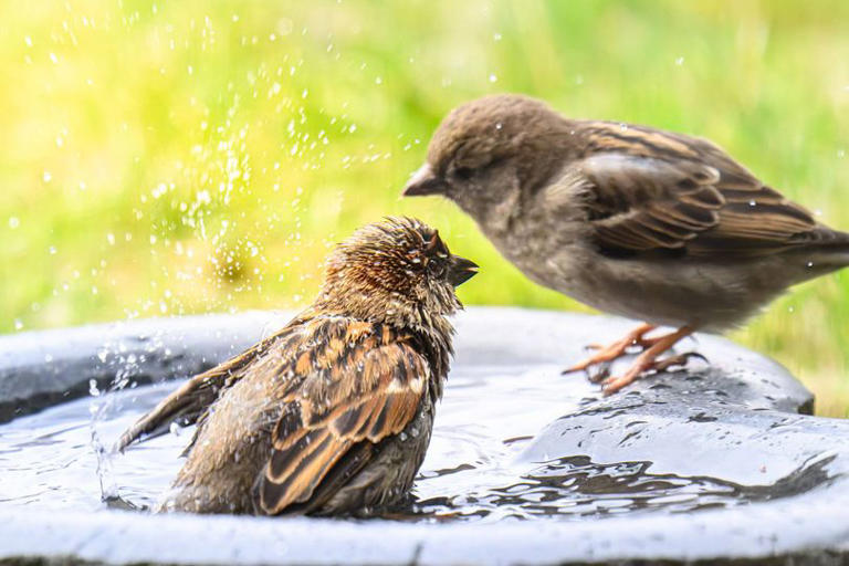 Anyone with a birdbath in their garden urged to place 1 simple object ...