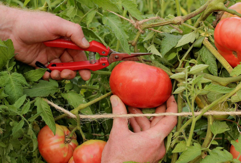 How deep should you really plant tomato seedlings? We asked two ...