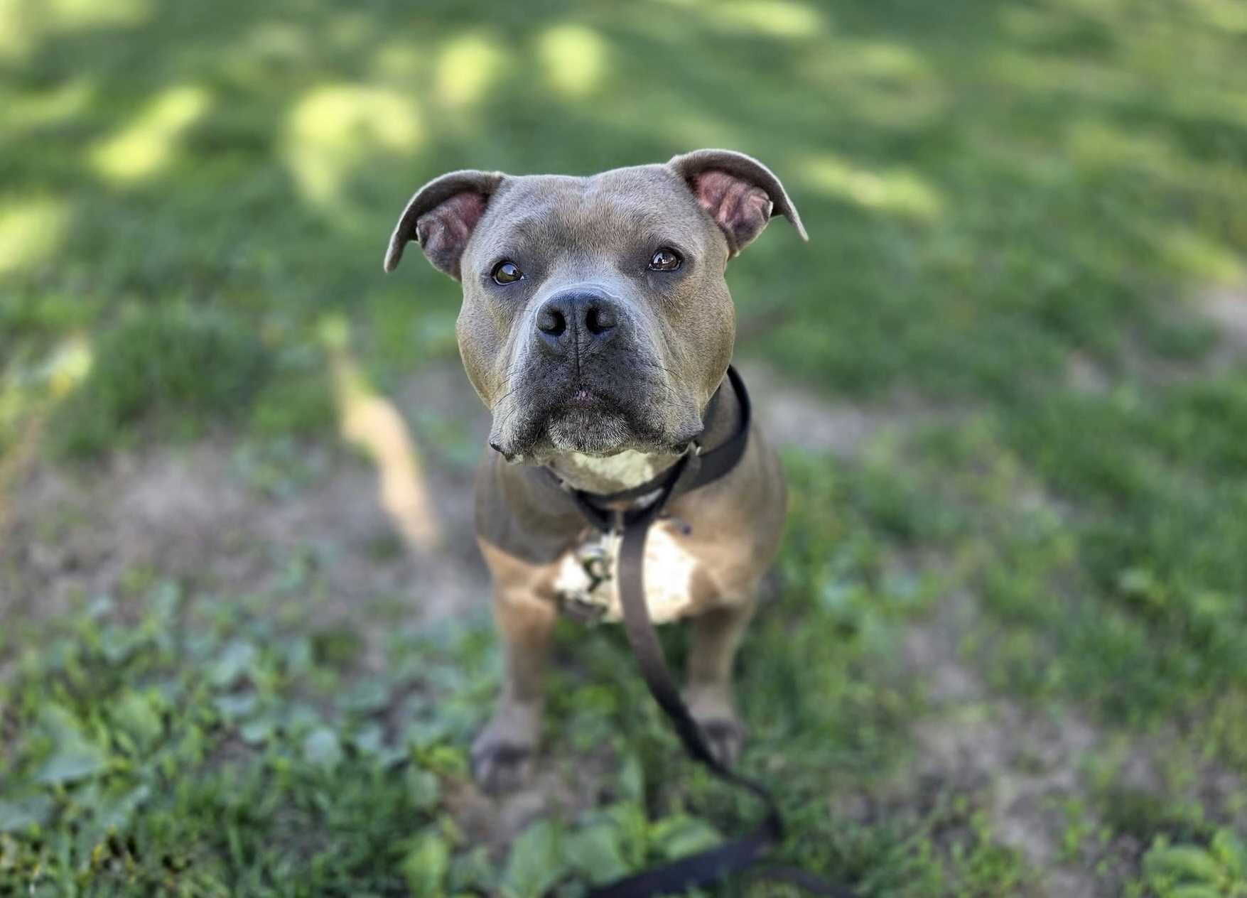 Nebraska Humane Society announces new adoption special