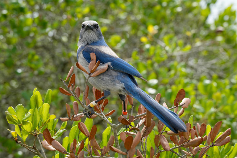 Let's keep working to protect Florida's endangered species | Opinion