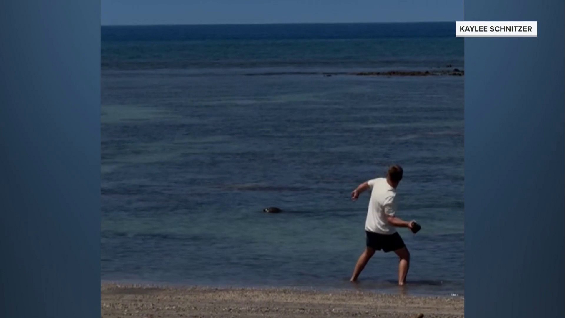 Man federally charged for hurling rock at endangered monk seal