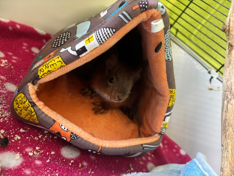 Wildlife heroes save two baby red squirrels from ditch