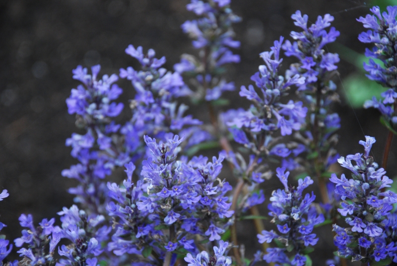 Best rock garden plants that thrive in sun or shade