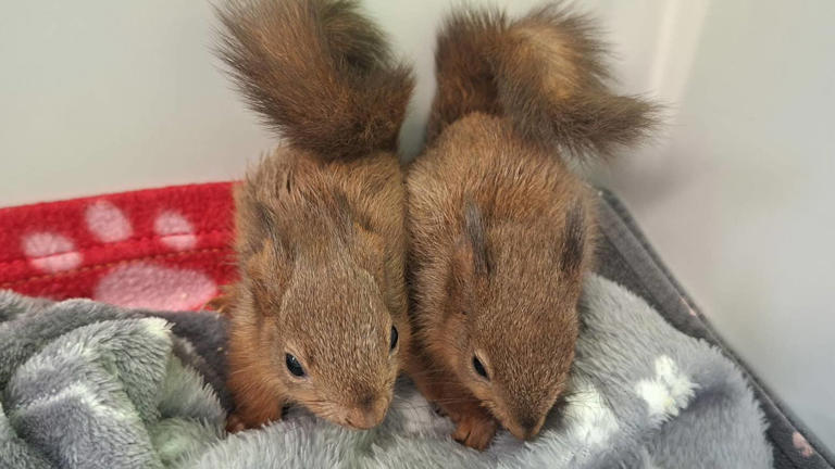 Red squirrel kits recovering after being found alone in ditch