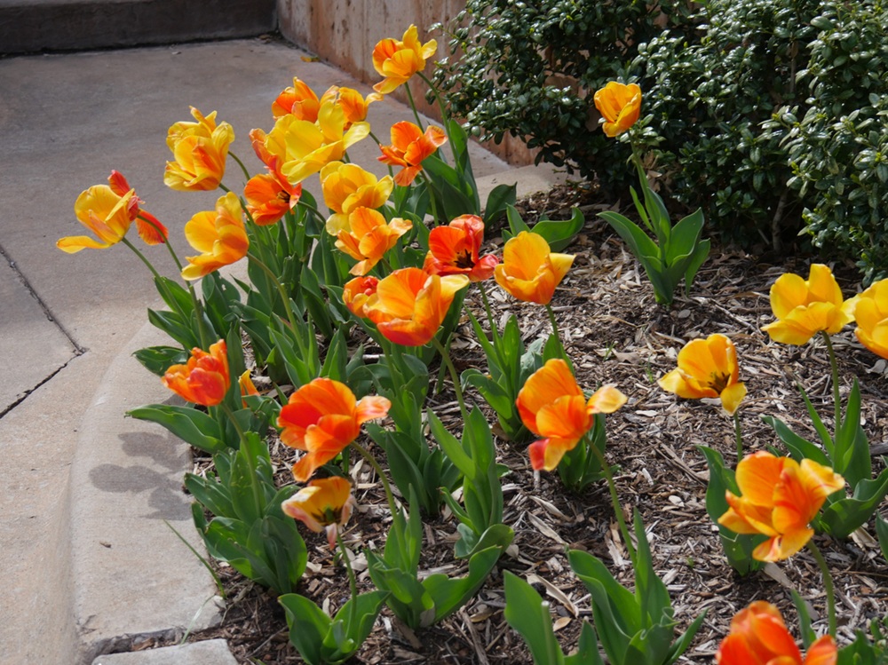 Picture of Would you know the everyday garden plants that could make your dog or ...