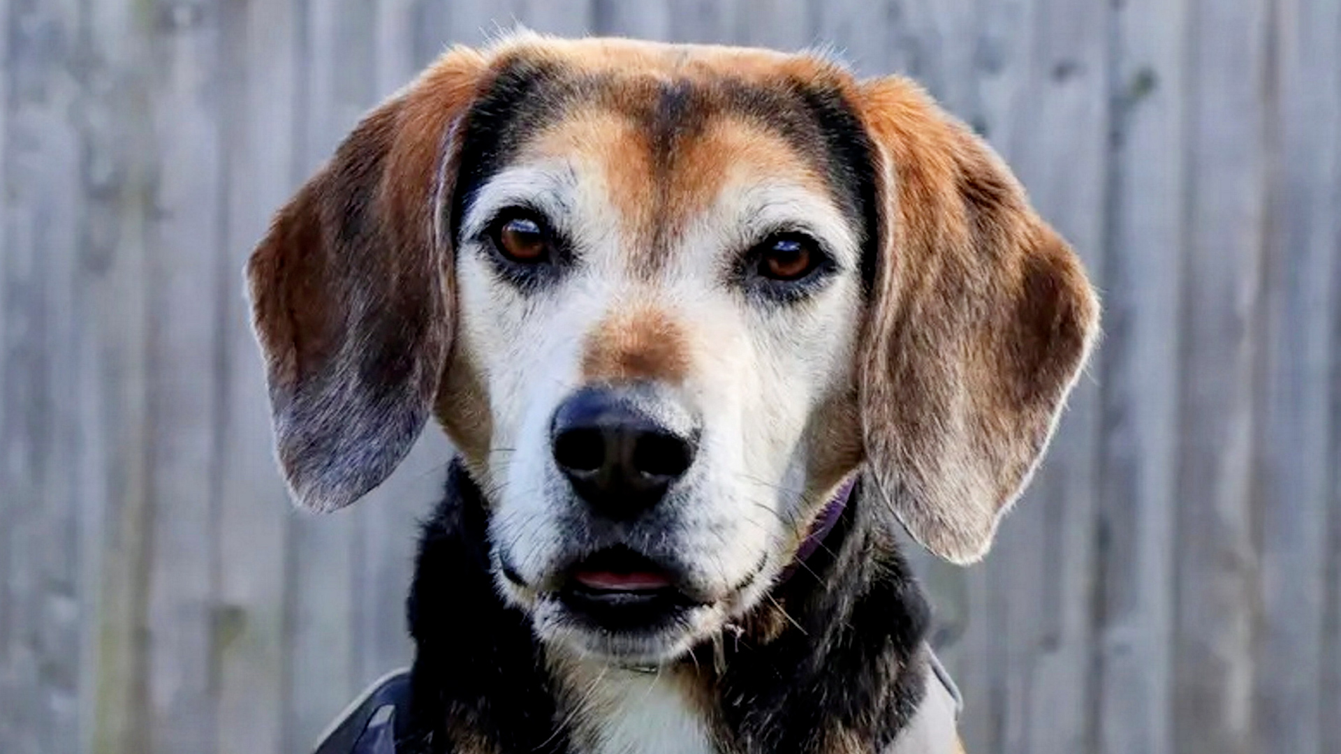 Lonely dog unwanted for two years because his grey face makes him look old