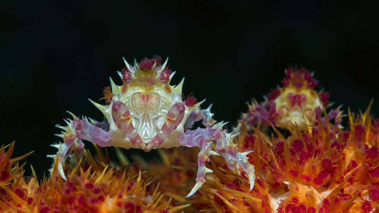 24 new deep-sea crustacean species just emerged from total darkness ...