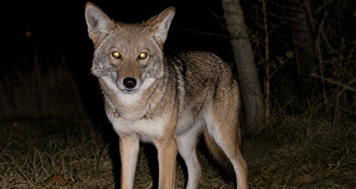 7 dangerous US predators that hunt after dark