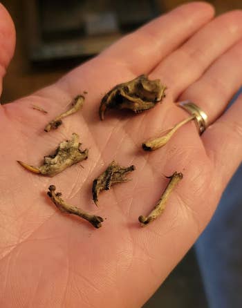 A hand holds small animal bones