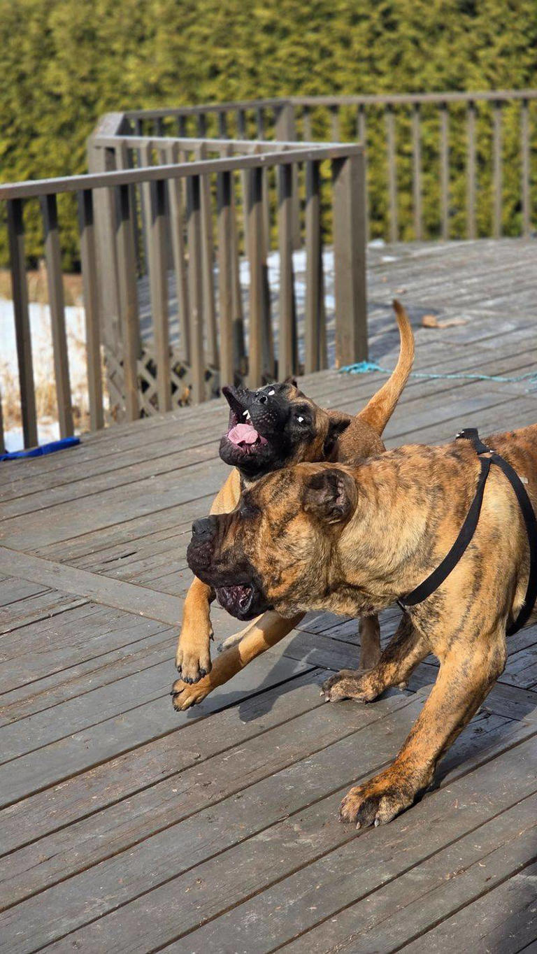 11 instincts that separate true protector dogs from the rest