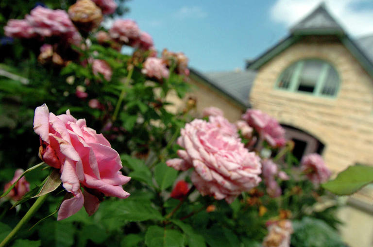6 drought-tolerant roses for easy color in Texas gardens