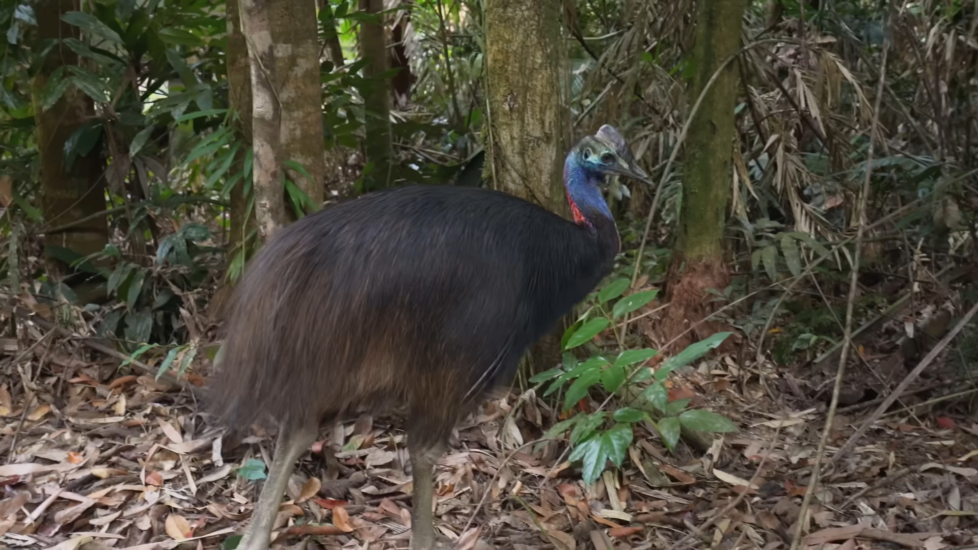 Encountering this blue-faced bird Australia warns visitors about