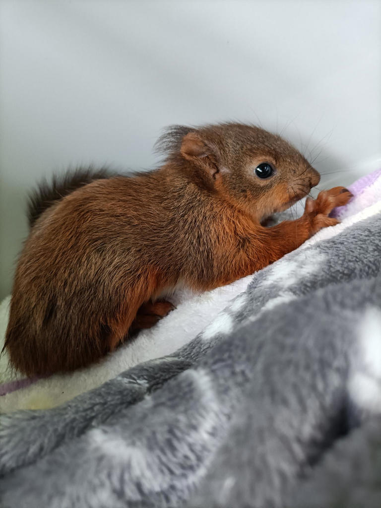 Red squirrel kits recovering after being found alone in ditch