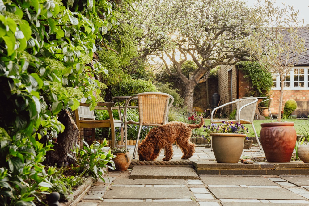 Picture of Would you know the everyday garden plants that could make your dog or ...