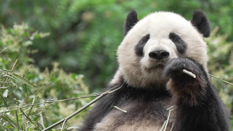 2 giant pandas are headed to this US zoo. Meet Ping Ping and Fu Shuang