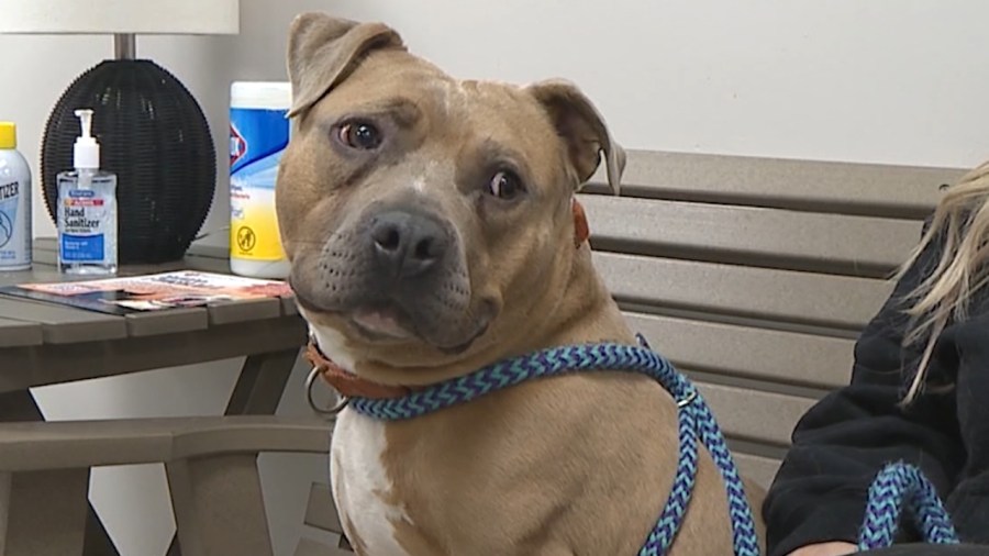 Animal charity hosting special adoption event for ‘single pets’