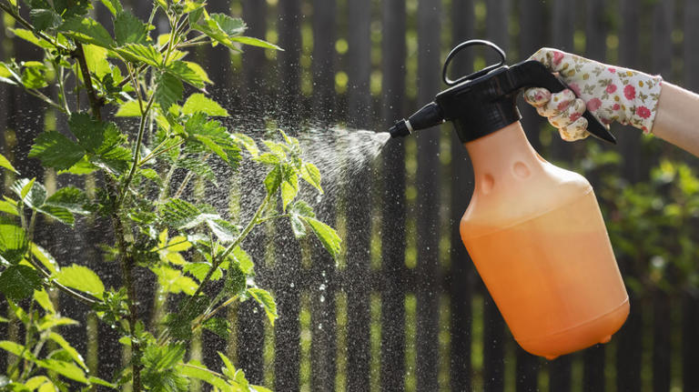 How to prevent aphids from destroying your roses