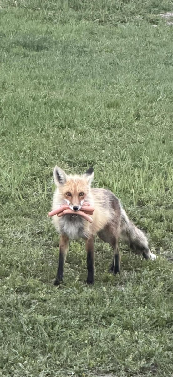 Look: Police probing 'BBQ goods' theft find fox with mouth full of hot dogs