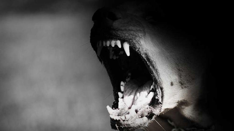 Police: Infant dies after Upstate dog attack