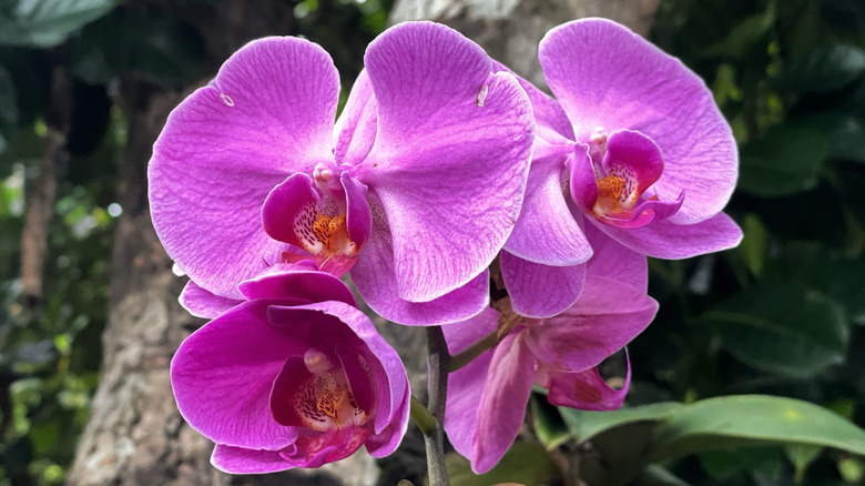 Help your orchids thrive and flower with a natural remedy from your kitchen