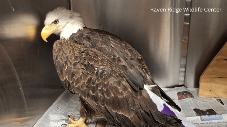 Bald eagle flies again after recovering from lead poisoning