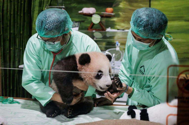 Indonesia's first giant panda is set to charm the public