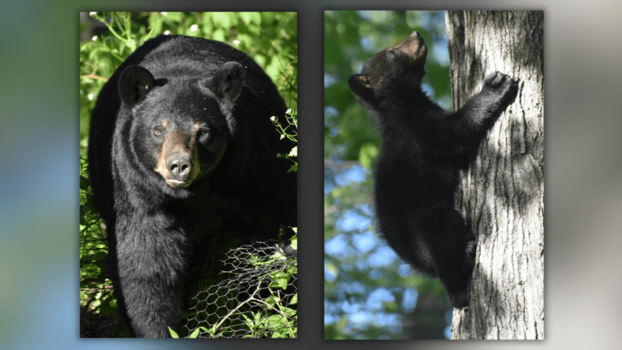 Bear and her cubs spotted in Woodbury backyard: Video