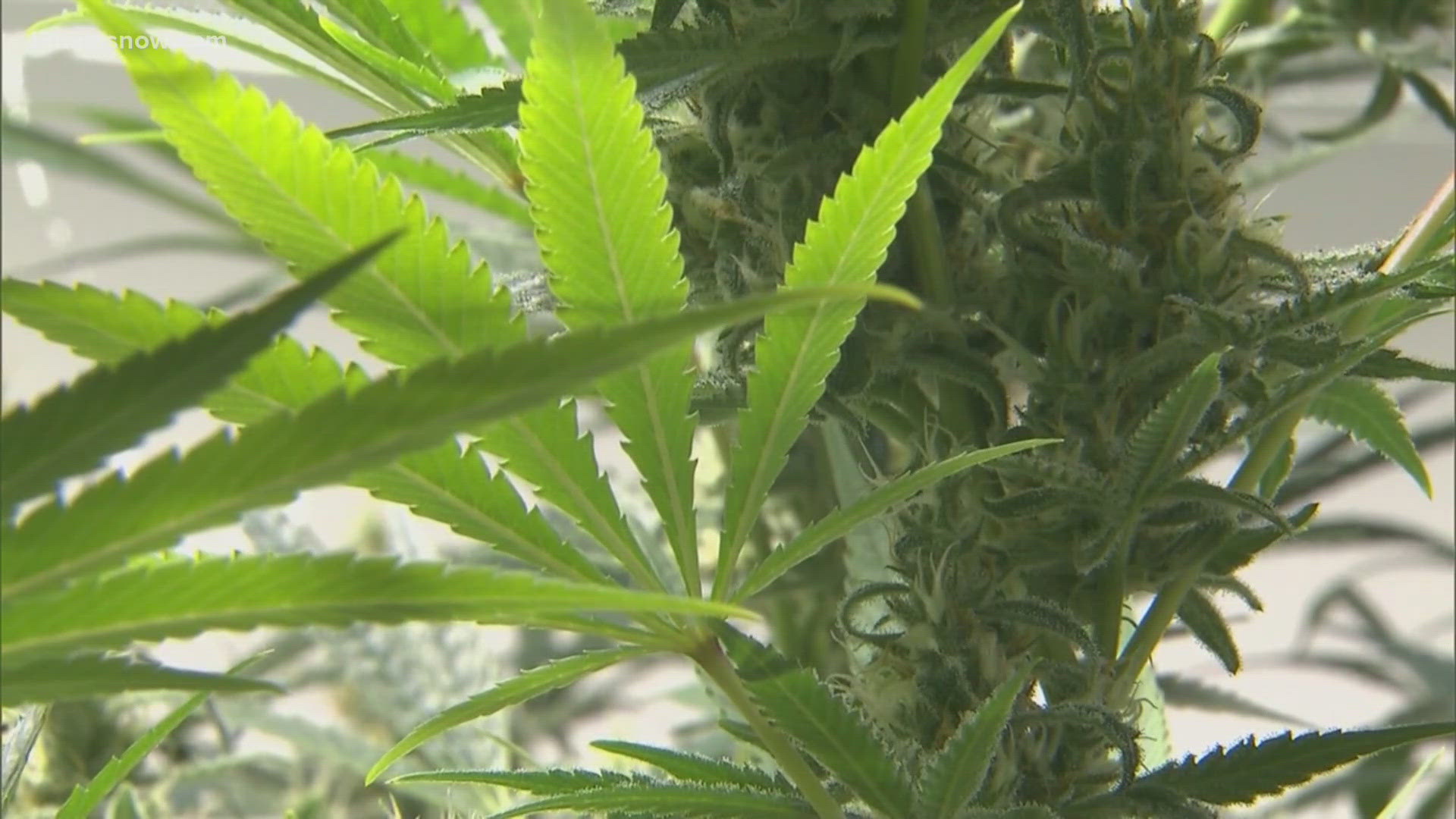 What's legal under Virginia's marijuana laws?