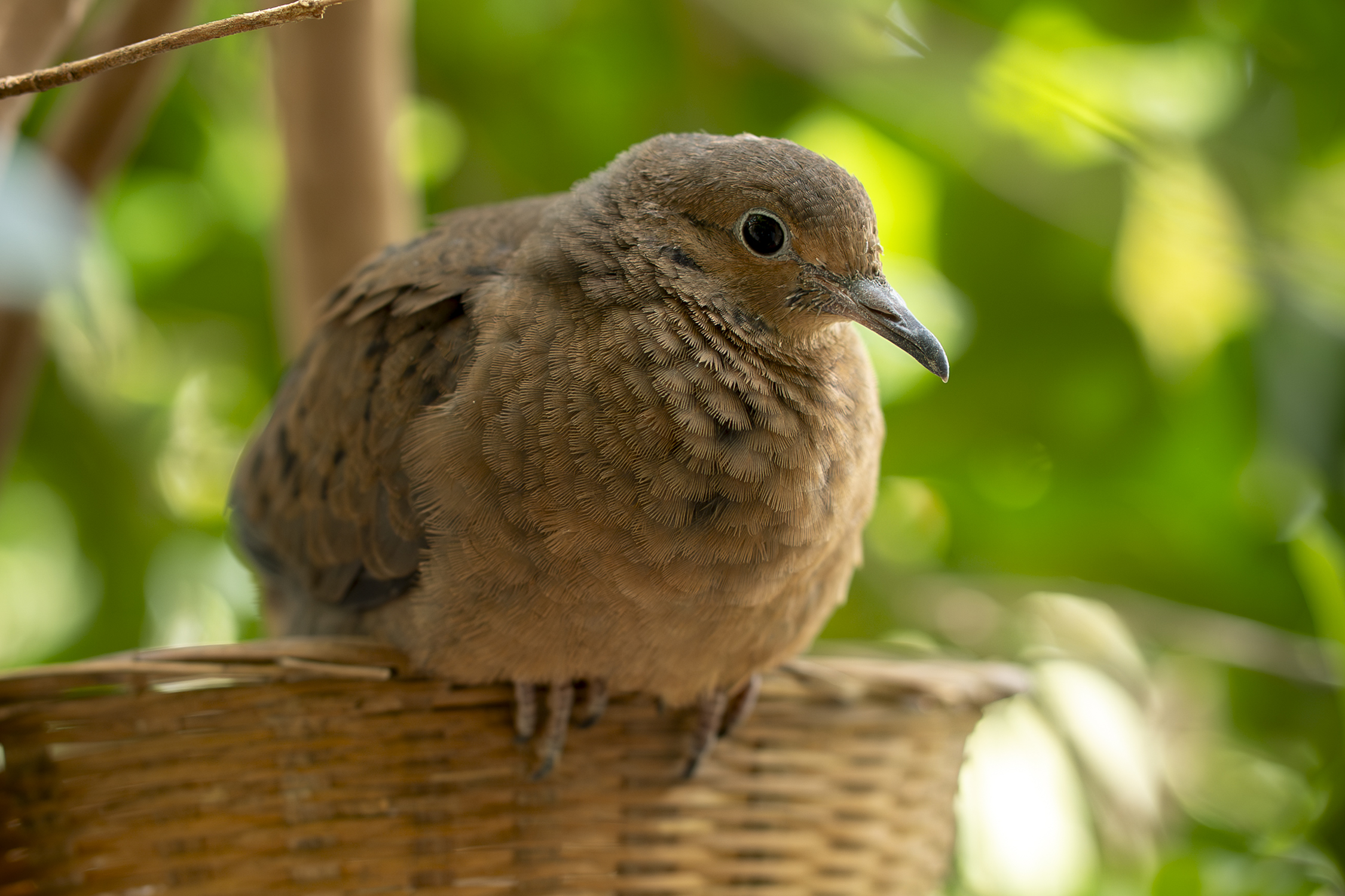 New, rare dove hatchlings are a 'source of hope' for the extinct-in-the-wild birds and a step forward in the ambitious project to save them