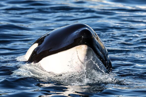 Major update for orcas stuck at Europe's biggest marine park a year ...