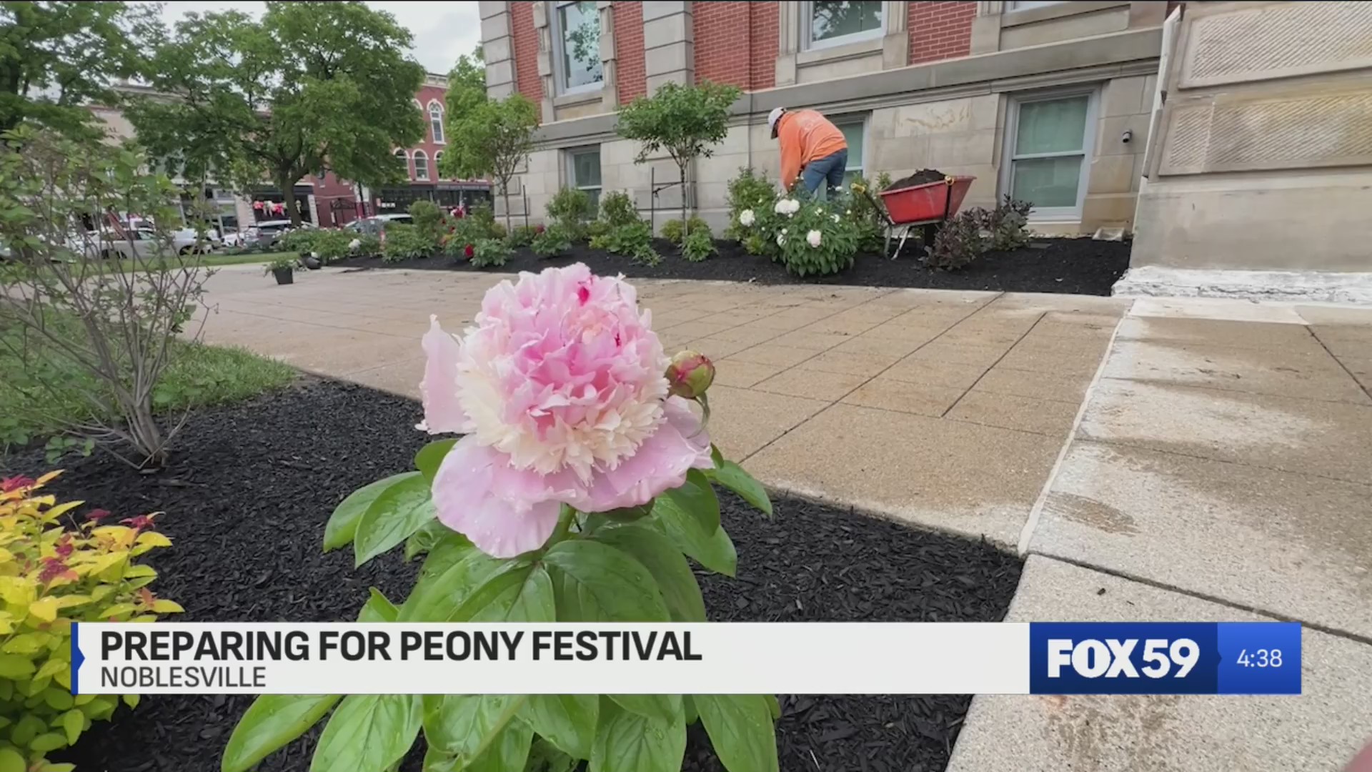 Noblesville prepares for Saturday’s Indiana Peony Festival