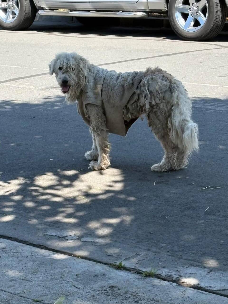 Shaggy Stray Dog Wearing A Sweater Is Unrecognizable After Her First Haircut