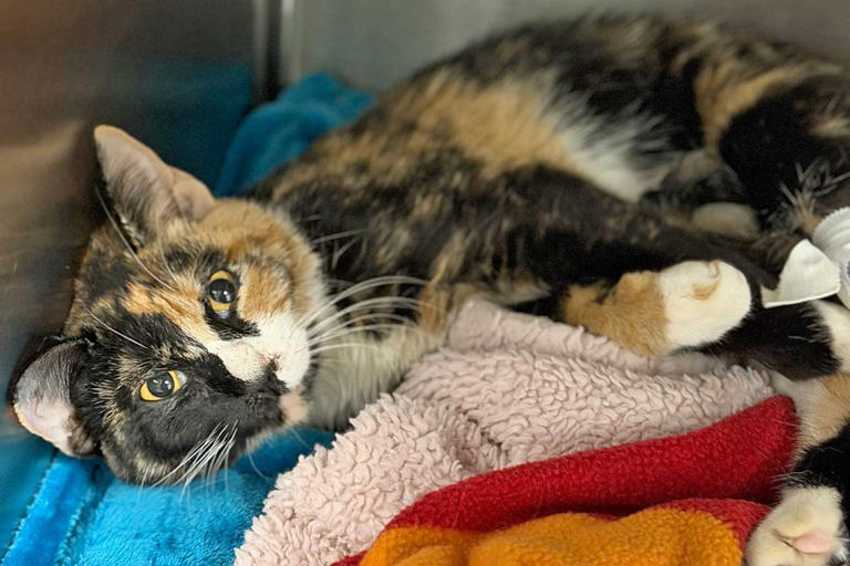 Cat recovering after falling from a 10-story apartment and waiting 72 ...