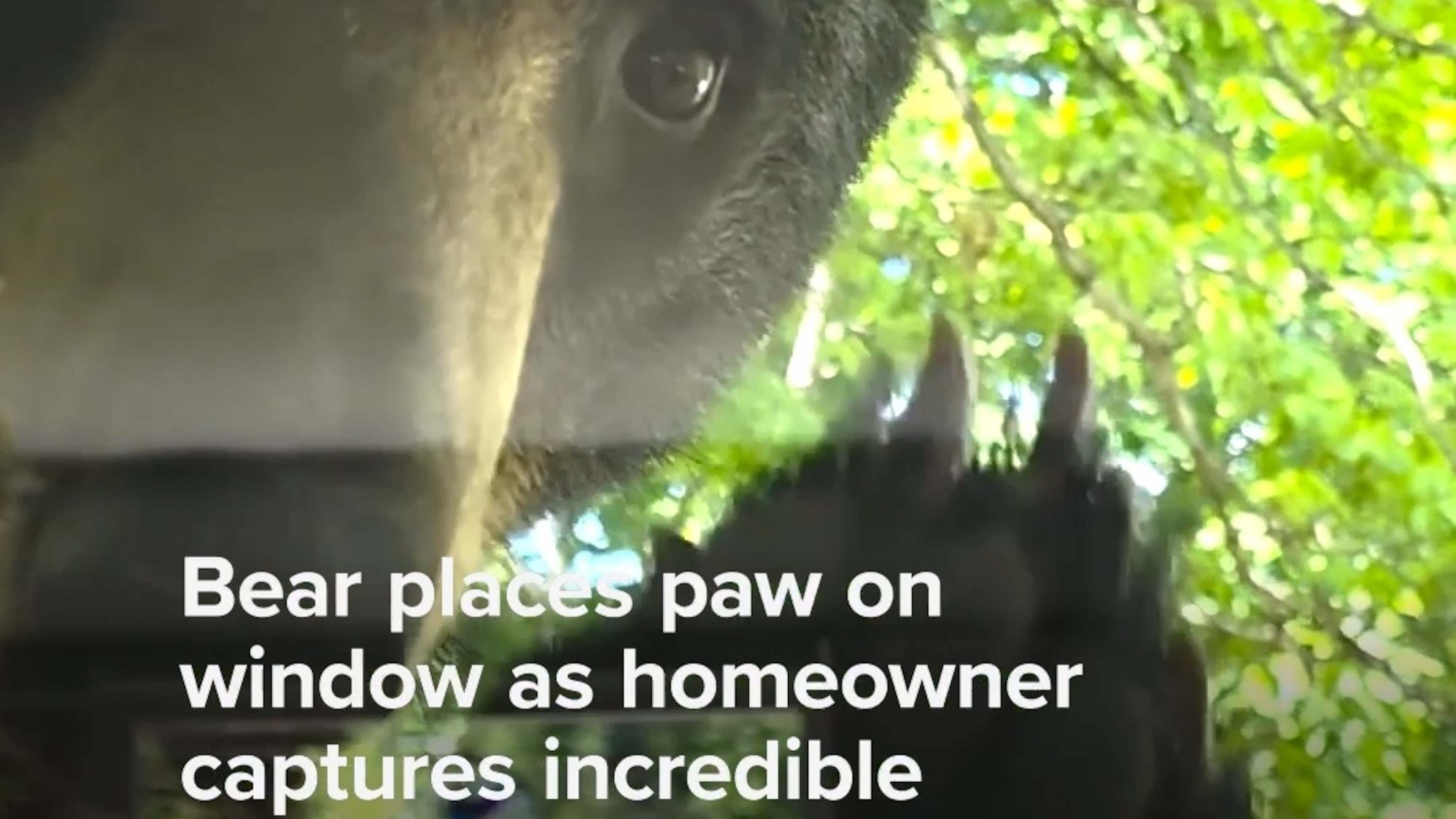 Bear places paw on window in incredible close-up encounter