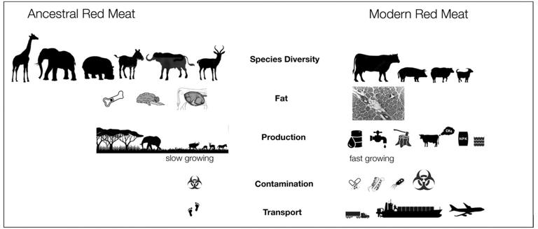 Red meat once helped human evolution but now carries serious risks