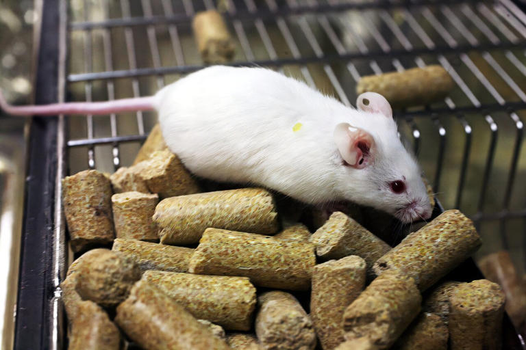 New reporting system aims to ensure accuracy and rigor of mouse models ...